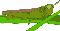 秋